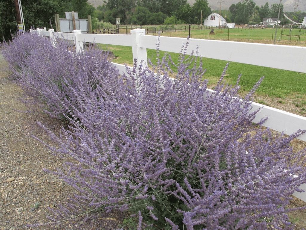 russian sage
