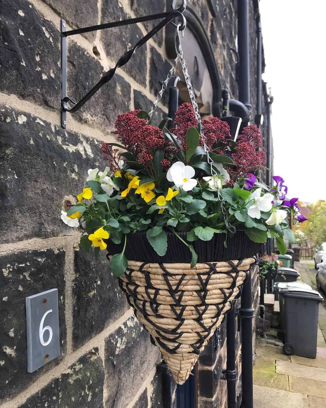skimmia winter hanging basket plants
