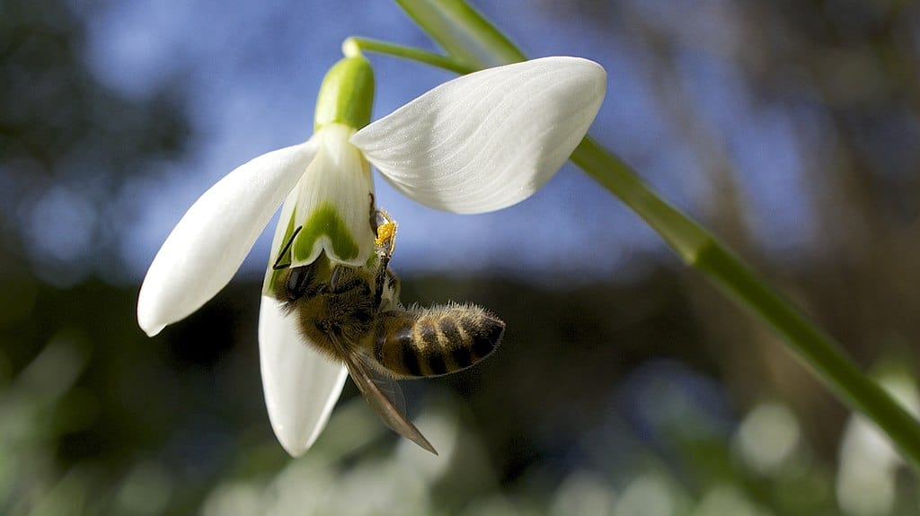 snow drops Autumn Flowering Plants For Bees
