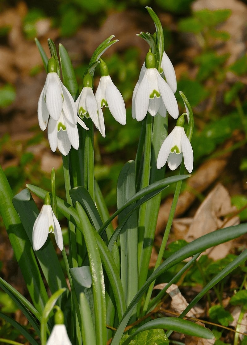 12 Winter Flowering Plants For A Vivid Garden 3 snowdrops