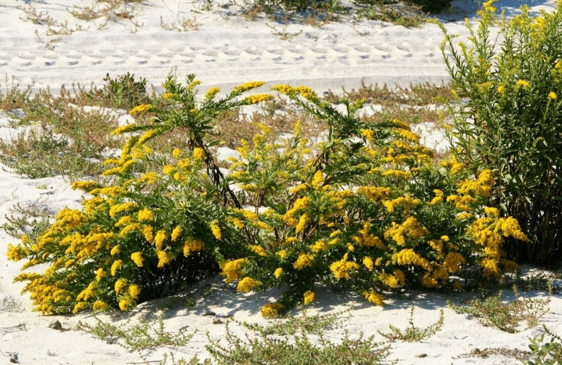 solidago