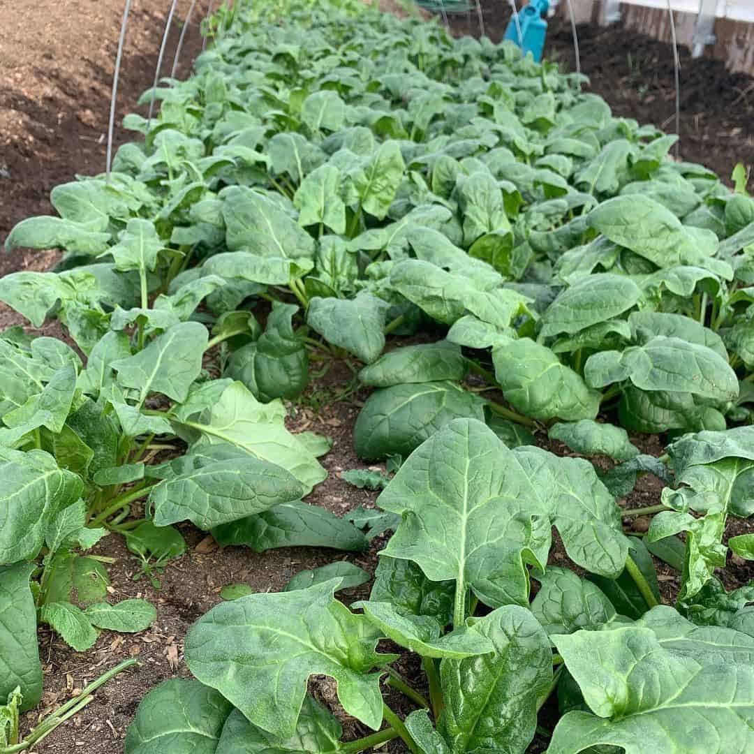 spinach greenhouse winter vegetables