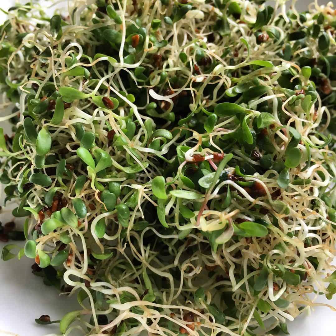 sprouts winter indoors