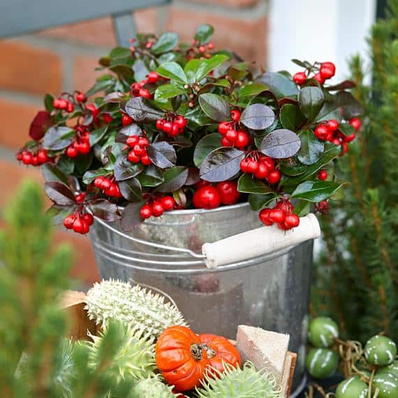 teaberry winter hanging basket plants