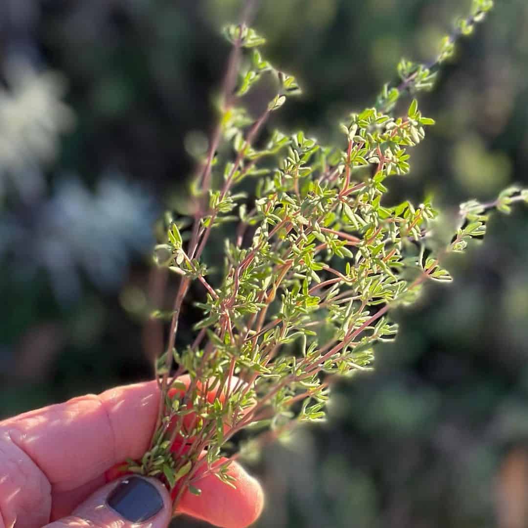 thyme winter hanging basket plants