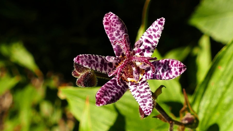 toad lily