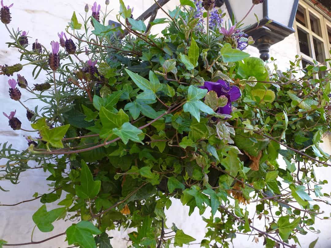 trailing ivy winter hanging basket