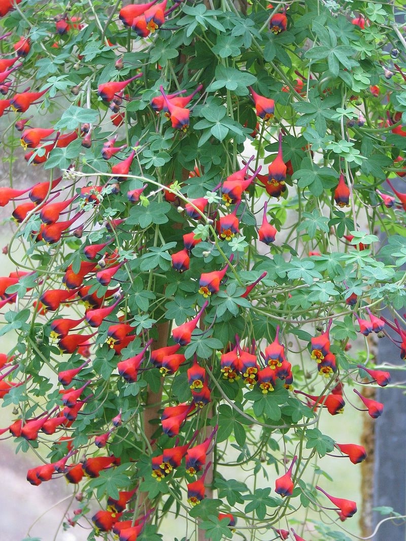 7 Hardy Winter Flowering Climbers That Survive Winter 7 tropaeolum tricolorum