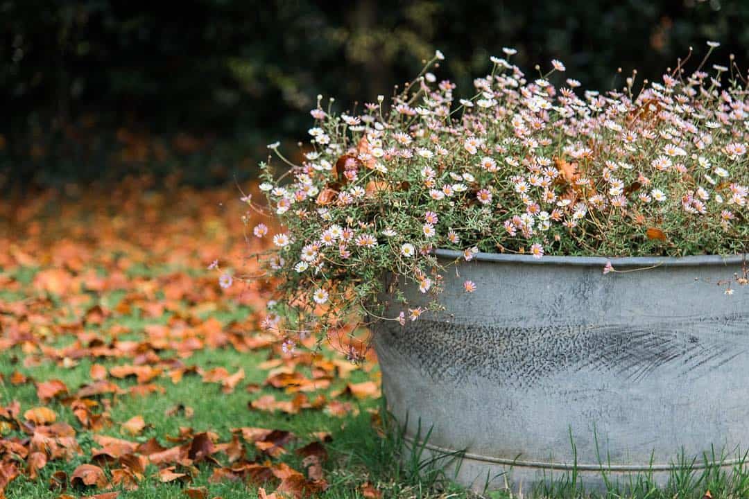 upcycled containers autumn garden tips