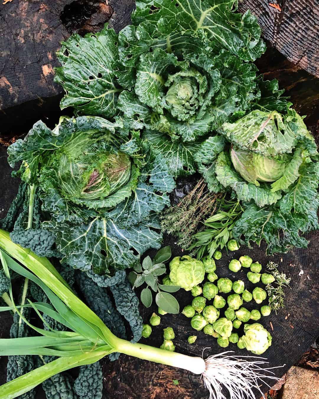 vegetables you can grow in a greenhouse in the winter