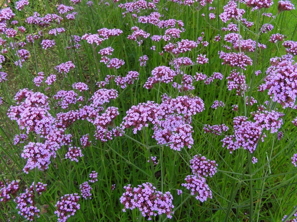 verbena