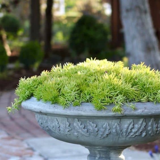wide container to the brim with sedum