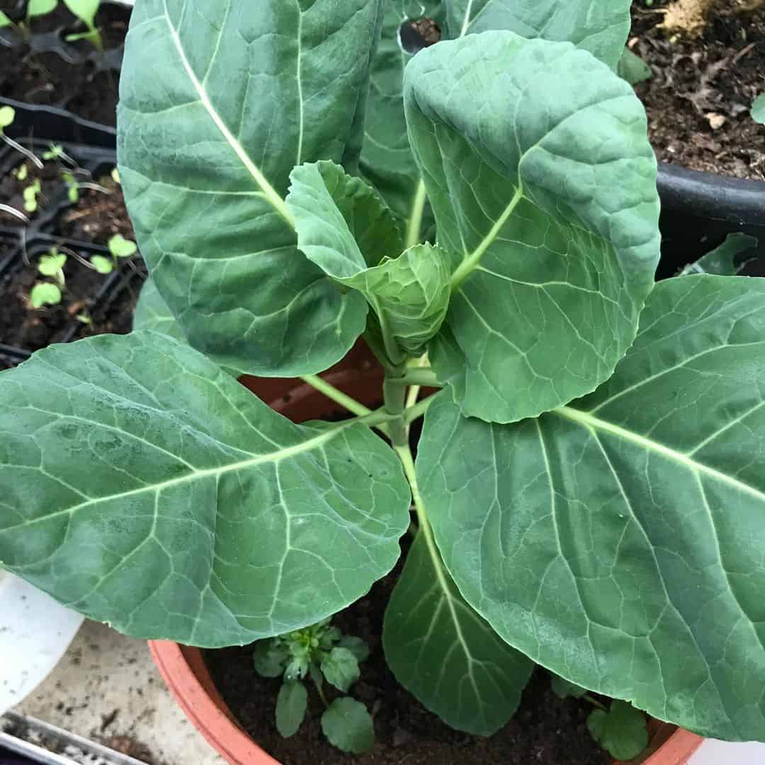 winter cabbage greenhouse winter vegetables