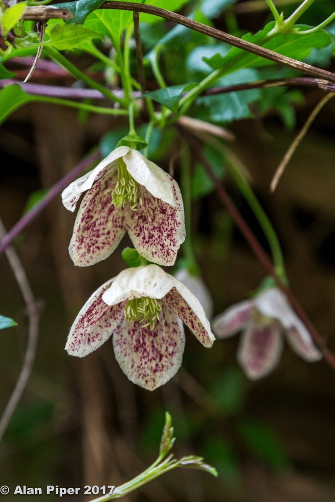 12 Winter Flowering Plants For A Vivid Garden 4 winter clematis