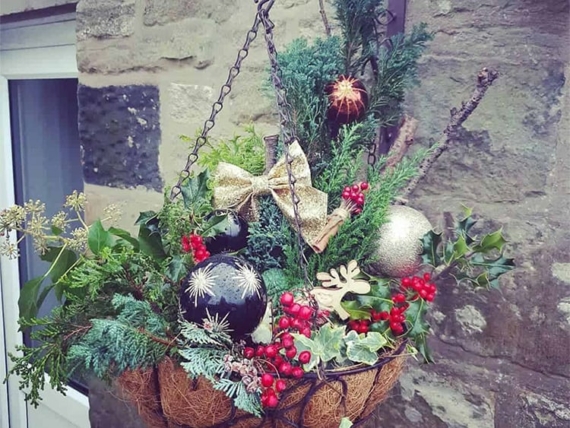 14 Best Plants for Winter Hanging Baskets (Growing Tips) 1