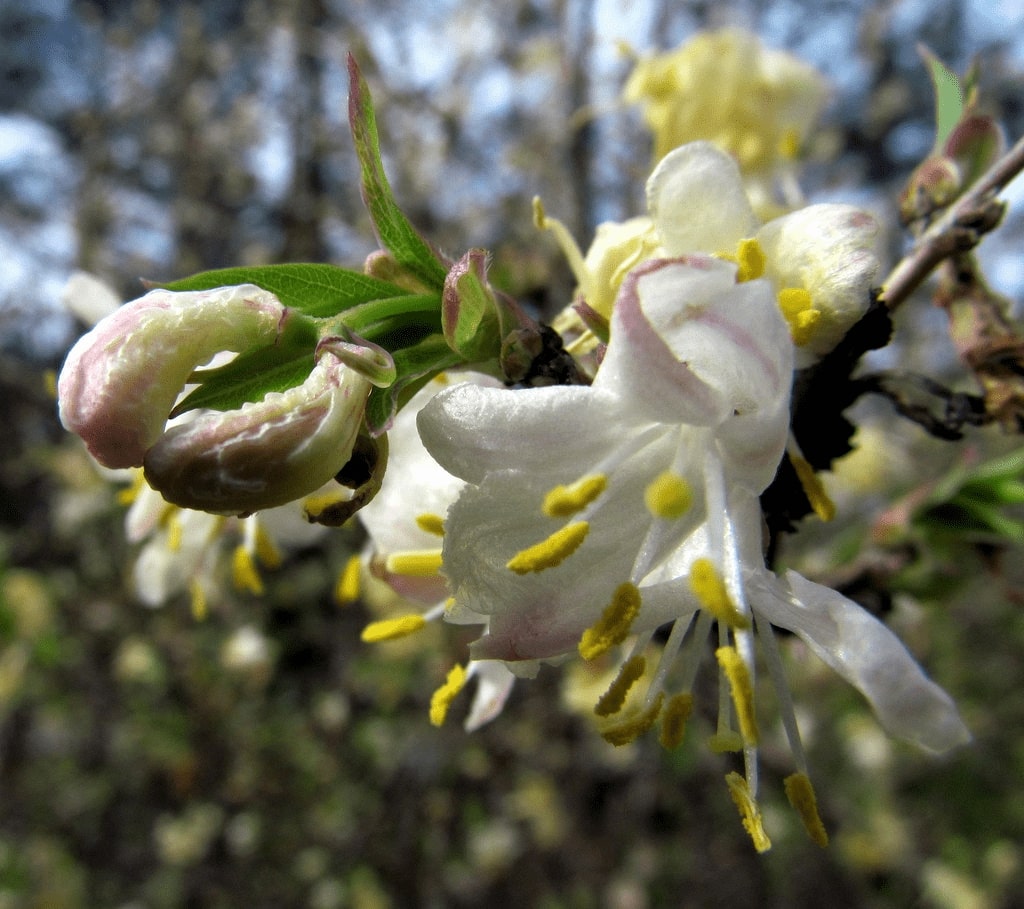 12 Winter Flowering Plants For A Vivid Garden 2 winter honeysuckle