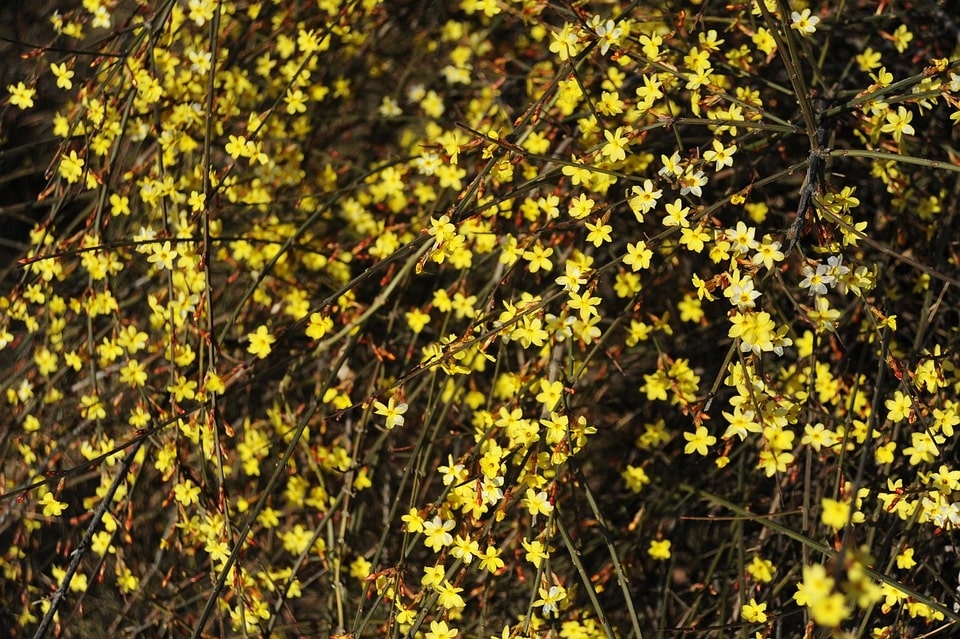 7 Hardy Winter Flowering Climbers That Survive Winter 6 winter jasmine – jasminum nudiflorum