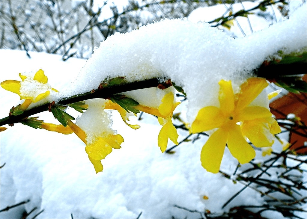 12 Winter Flowering Plants For A Vivid Garden 5 winter jasmine