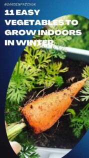 11 EASY VEGETABLES TO GROW INDOORS IN WINTER