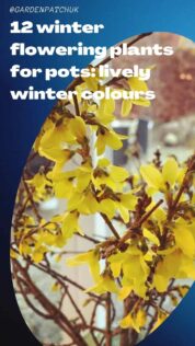 12 winter flowering plants for pots lively winter colours-min