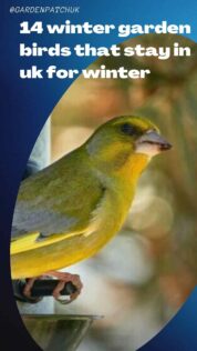 14 winter garden birds that stay in uk for winter-min