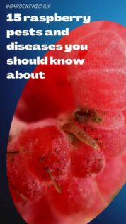 15 raspberry pests and diseases you should know about-min