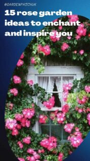 15 rose garden ideas to enchant and inspire you-min