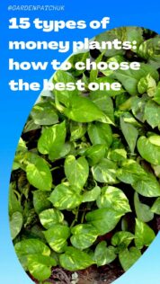 15 Types Of Money Plants: How to Choose the Best One 15 15 types of money plants how to choose the best one-min