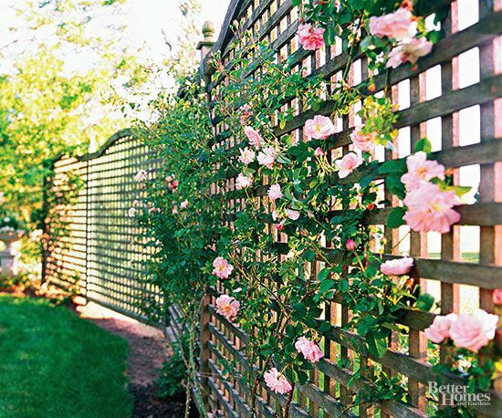 Add more privacy to your garden with a rose screen
