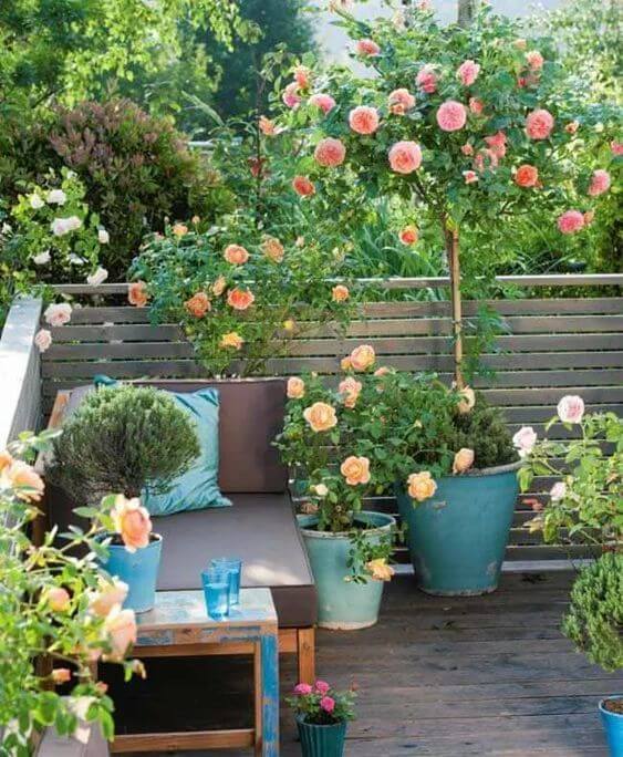 Bring some roses to your patio or terrace