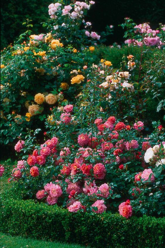 Create a palette of roses