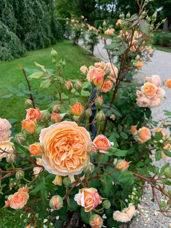 Create a pathway of roses