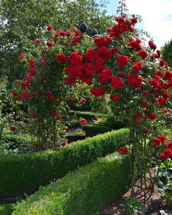 Create a rose arch to add interest to a path