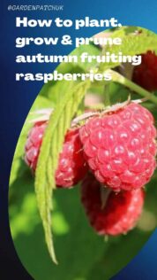 How to plant, grow & prune autumn fruiting raspberries-min