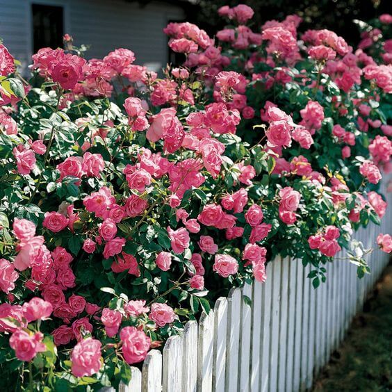 Plant a rose hedge