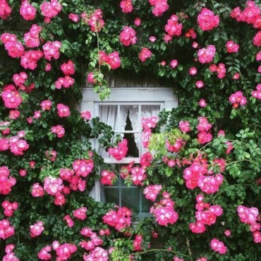 Smother your window with roses