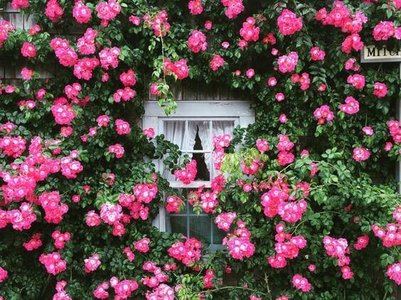 Smother your window with roses
