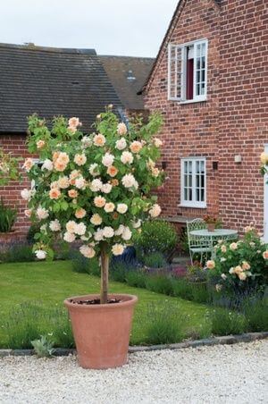 Turn a rose shrub into a tree