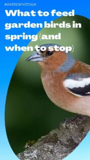 What To Feed Garden Birds In Spring (And When To Stop) 7 What to feed garden birds in spring (and when to stop)-min