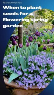 When to plant seeds for a flowering spring garden-min