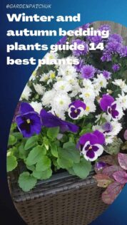 Winter and autumn bedding plants guide (14 best plants)