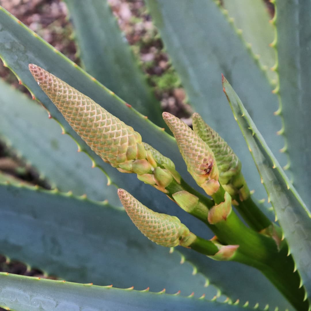 aloe arborescens winter flowering plant