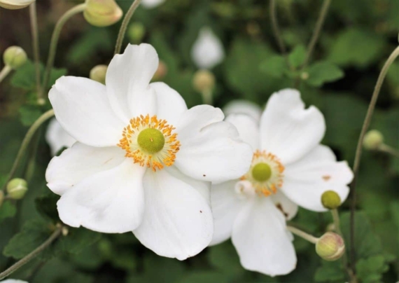 anemones winter flowering plant for pots