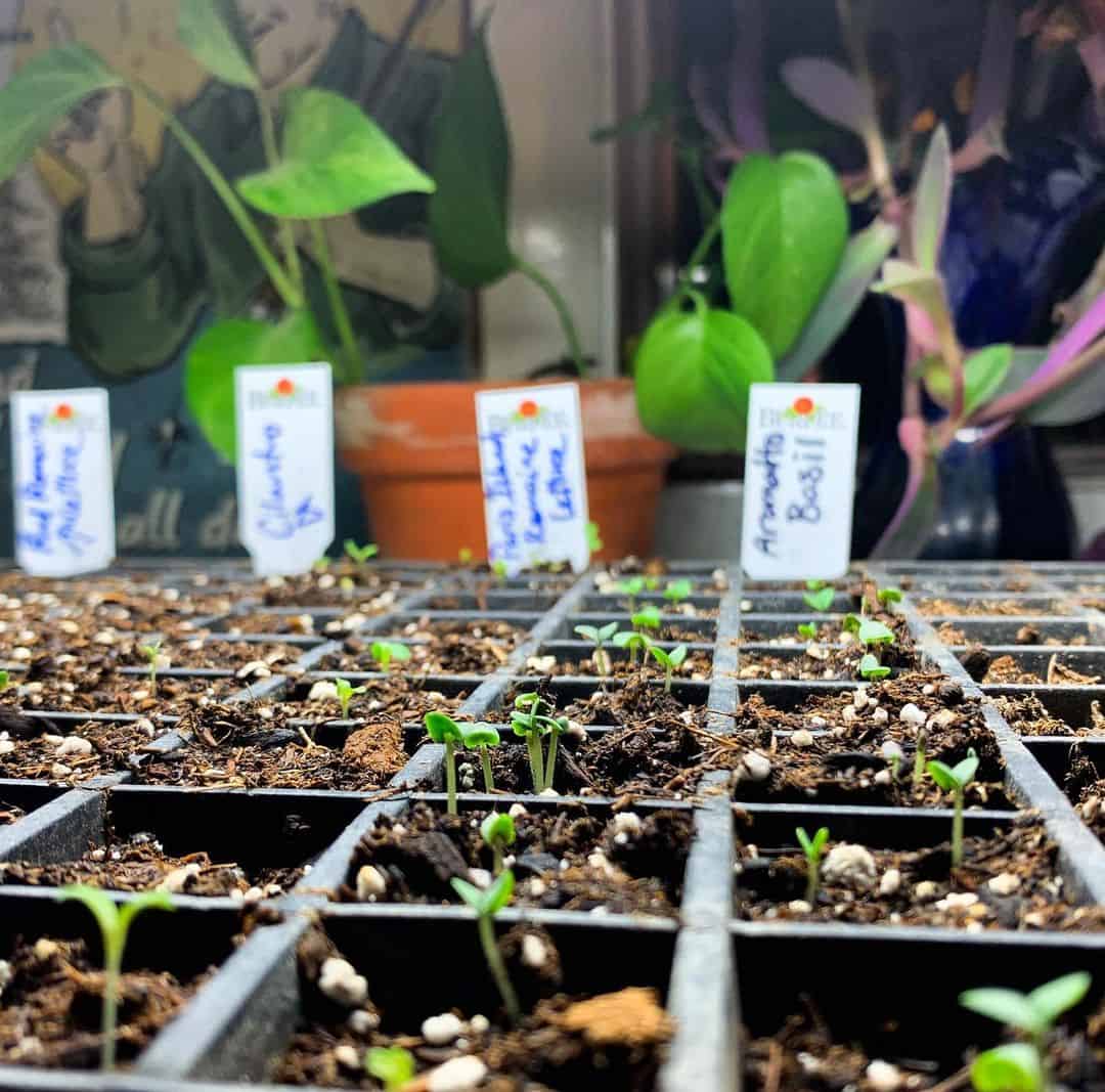 aromatto basil seedlings indoors