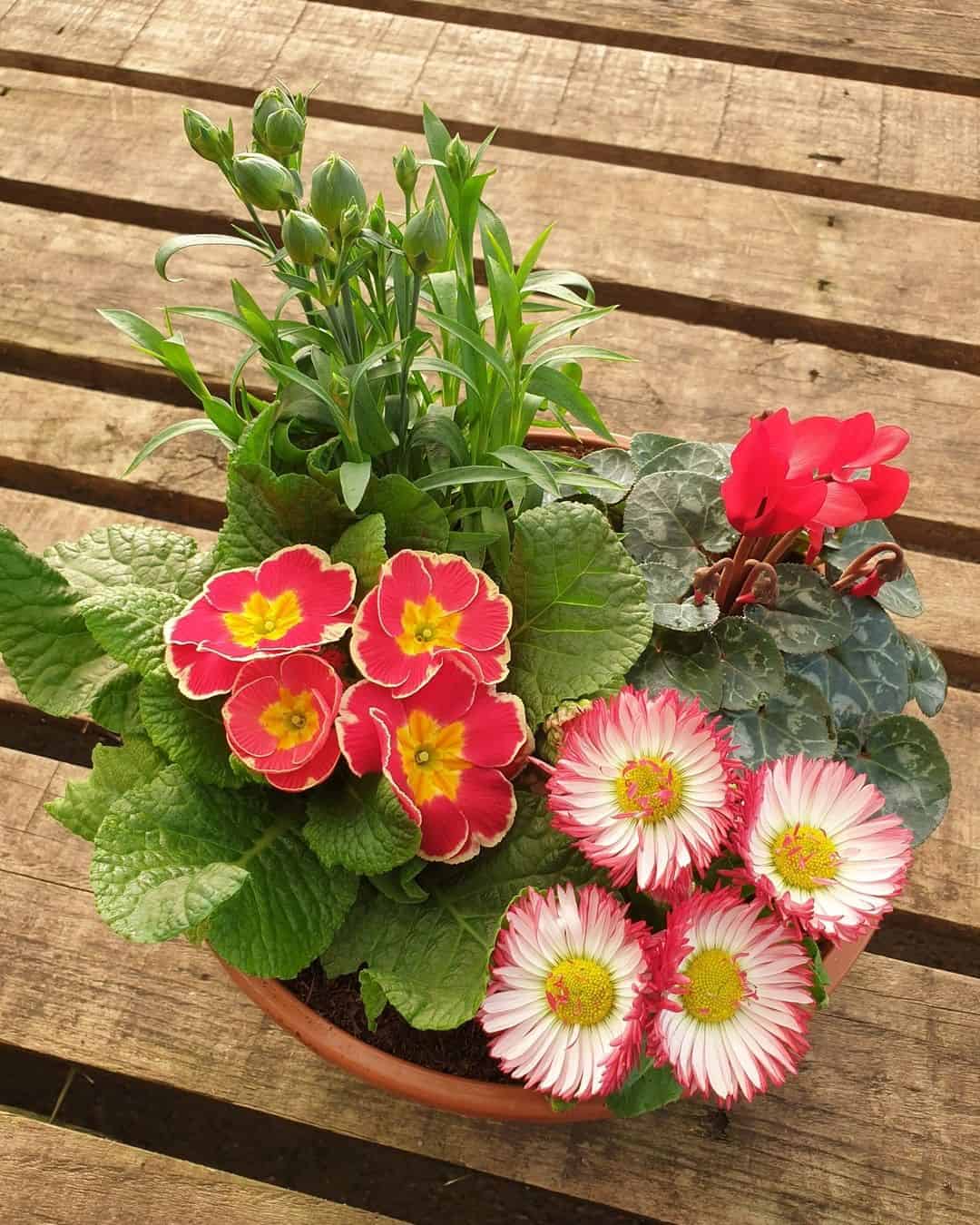 arrange bedding plants