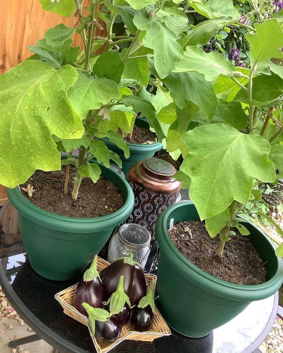 aubergines january vegetable
