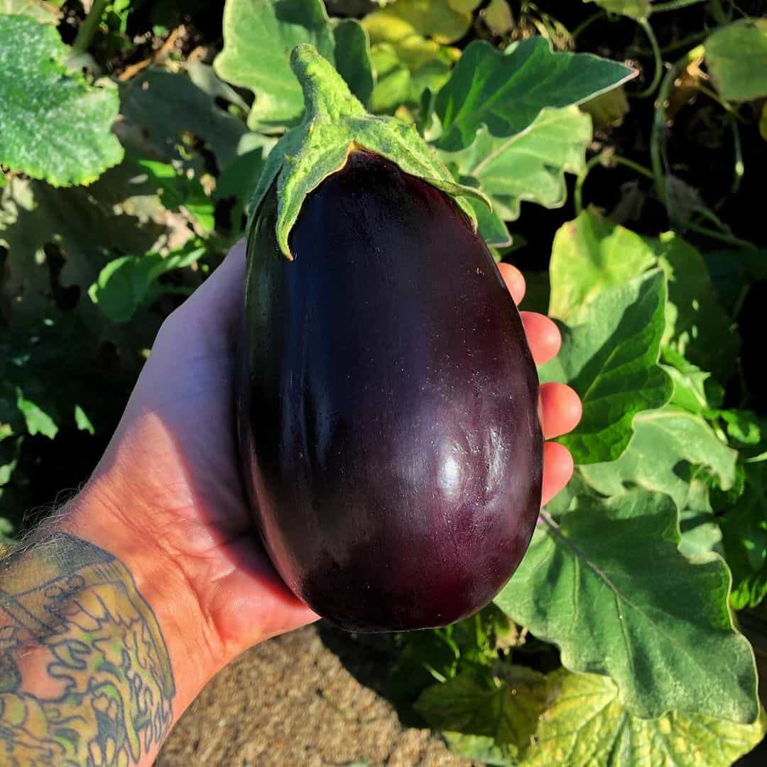 aubergines spring garden