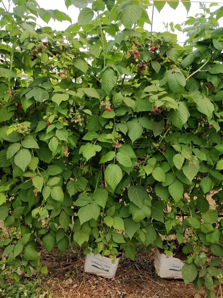 autumn raspberrie planter