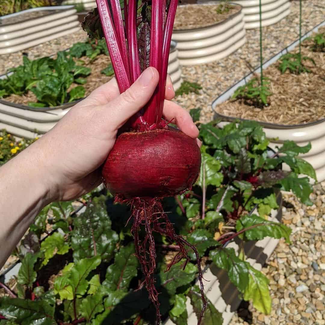 beetroot spring garden