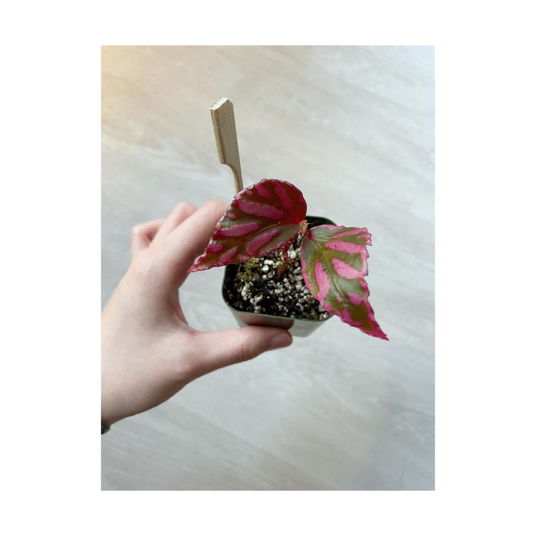 begonia winter flowering plant